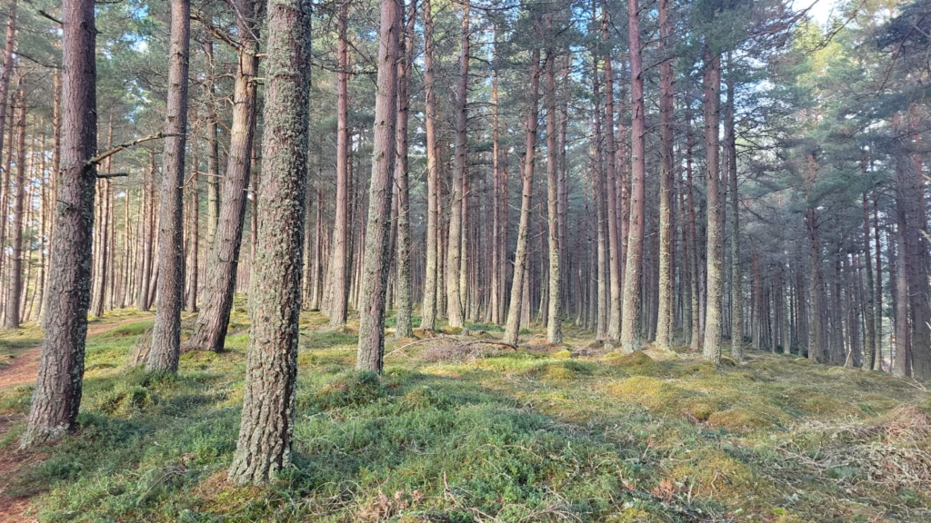 Hazelbank Woodland